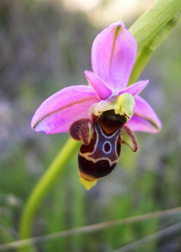Ophrysscolopax.jpg