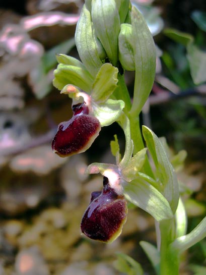 Ophryssphegodes.jpg