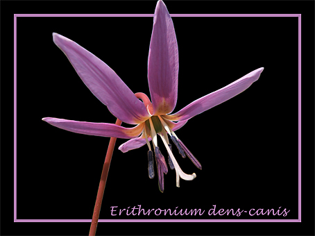 erithronium.jpg