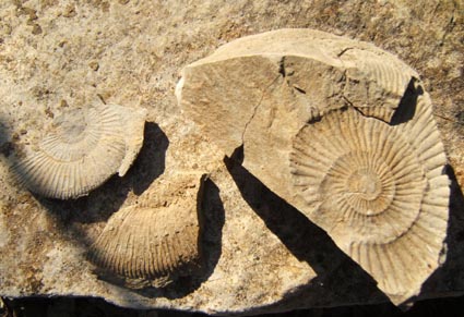 fosil1.jpg