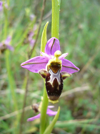 ophrys-scolopax-1_2-1.jpg