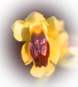 ophrys_lutea9x.jpg