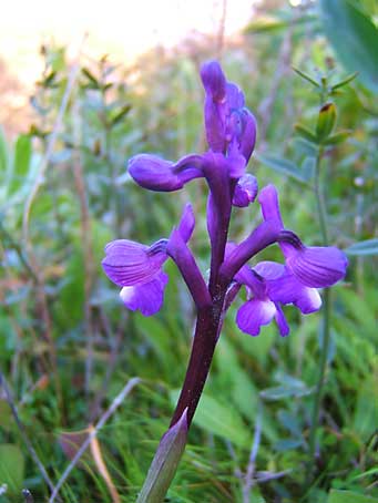 orchis-champagneusei.jpg