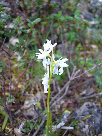 orchis_provincialis_1_2.jpg